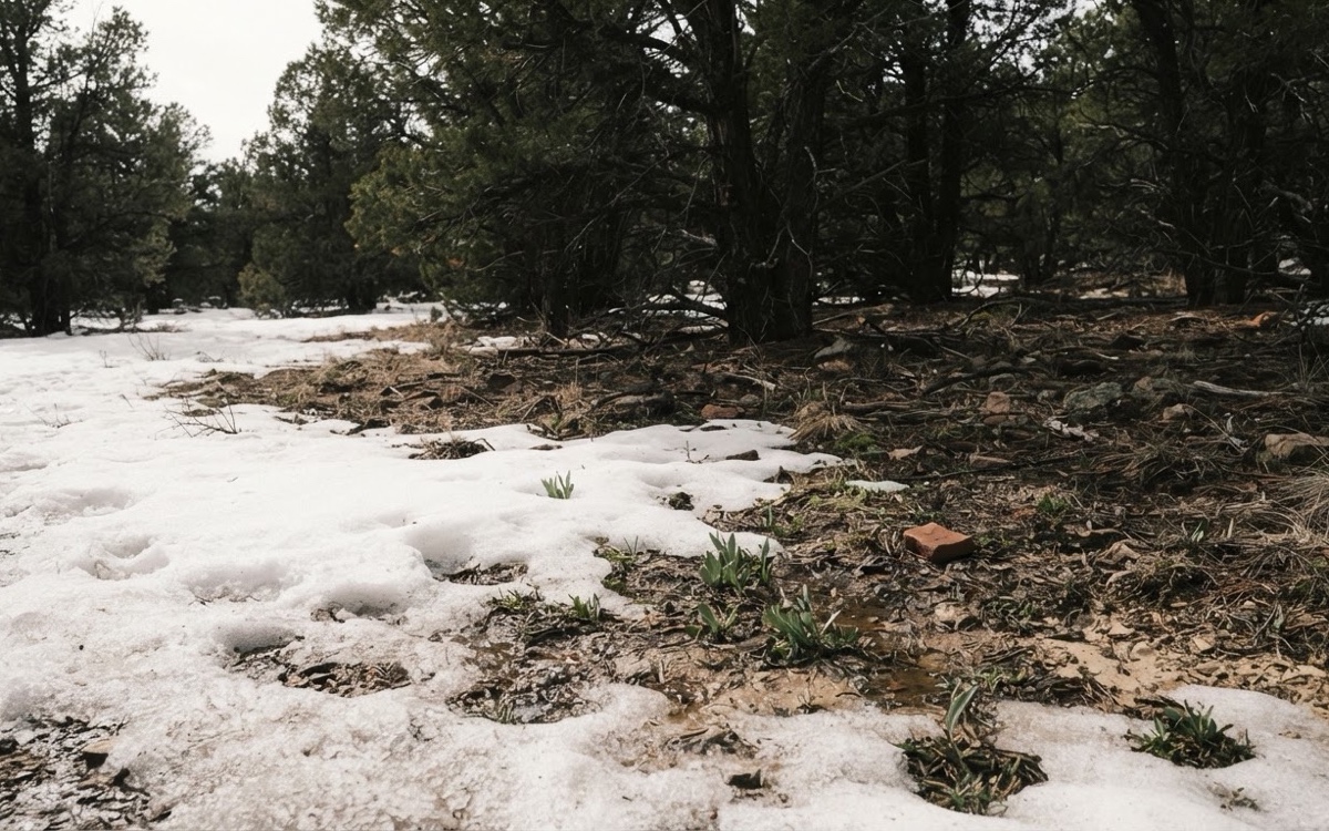 Pine-covered Ruidoso mountain landscape